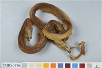 藏品(菊池氏龜殼花)的圖片